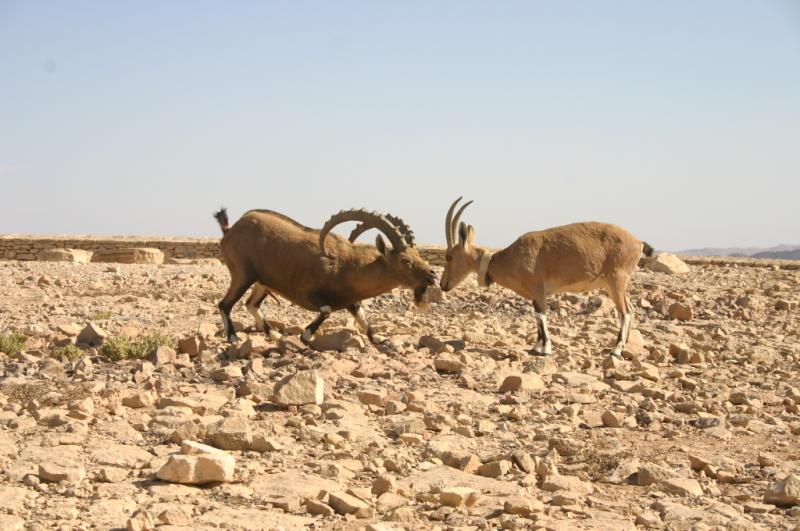 Evolution 008-800.jpg